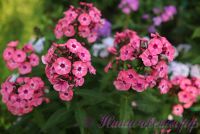 Флокс 'Лариса' / Phlox 'Larisa'
