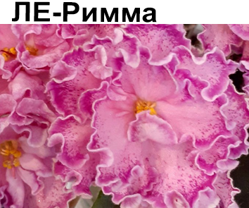 ЛЕ-Римма (Е.Лебецкая)