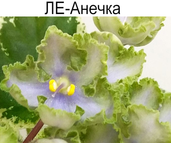 ЛЕ-Анечка (Е.Лебецкая)