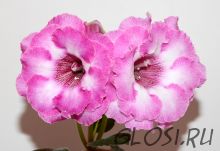 ЕН-Дюймовочка (сел.Е.Николаева) Новинка 2025!