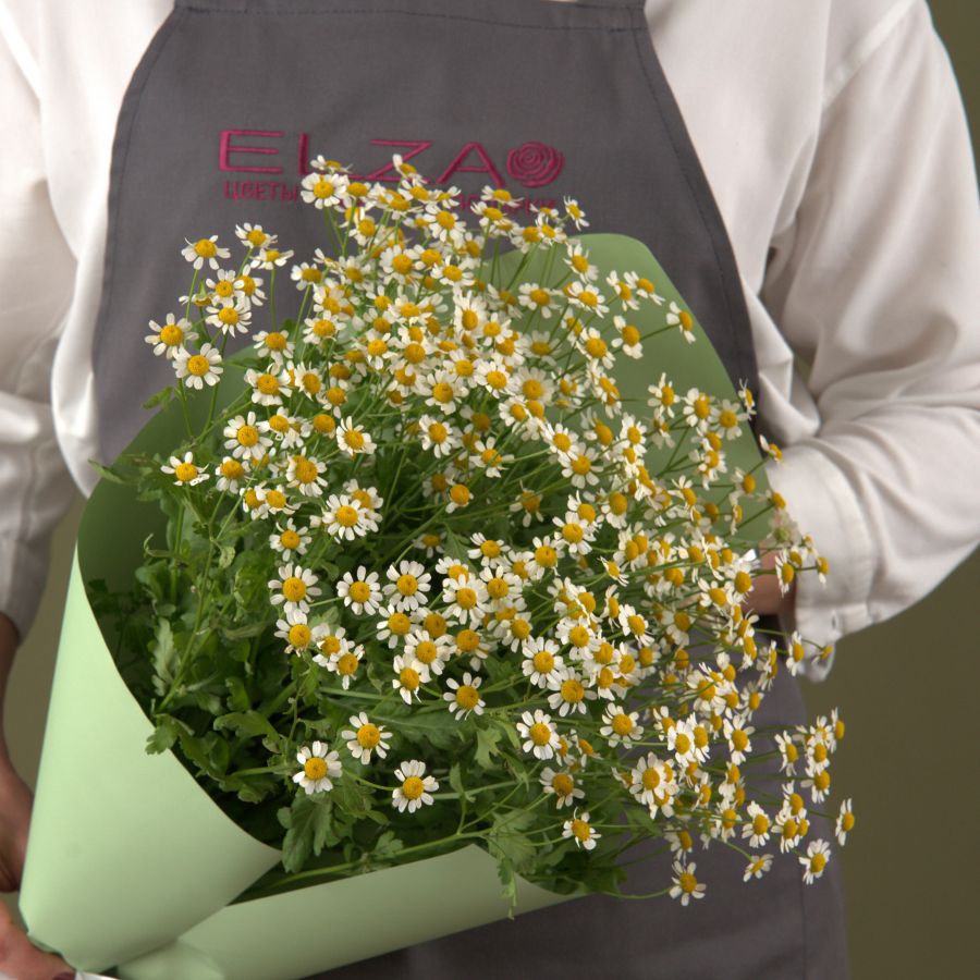 Ромашки - ромашульки