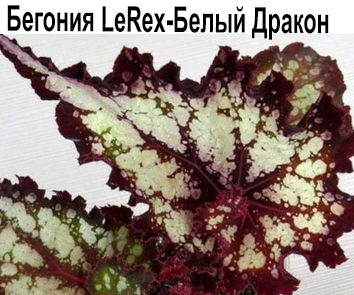 Бегония LeRex Белый Дракон  НОВИНКА КАТАЛОГА!