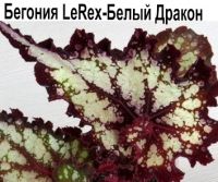 Бегония LeRex Белый Дракон