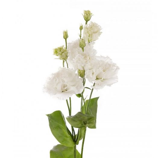 Эустома(Лизиантус) махровая (Eustoma grandiflorum) Alissa Pure White, 50 драже