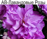 АВ-Лавандовые Розы