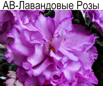 АВ-Лавандовые Розы