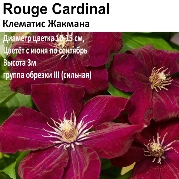 Клематис Жакмана Rouge Cardiinal (крупноцветковый)