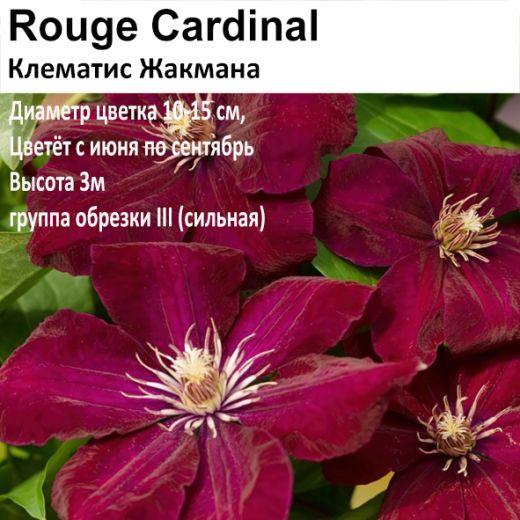 Клематис Жакмана Rouge Cardiinal (крупноцветковый)