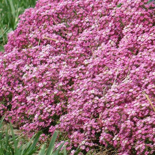 Алиссум морской (Alyssum maritima) Easter Bonnet Deep Pink, 1000 семян