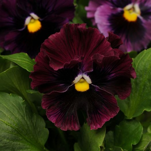 Виола виттрока (Viola x wittrockiana) Frizzle Sizzle Burgundy, 100 семян