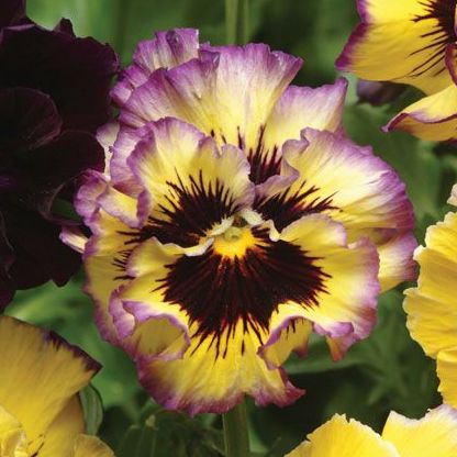 Виола виттрока (Viola x wittrockiana) Frizzle Sizzle Lemonberry, 100 семян