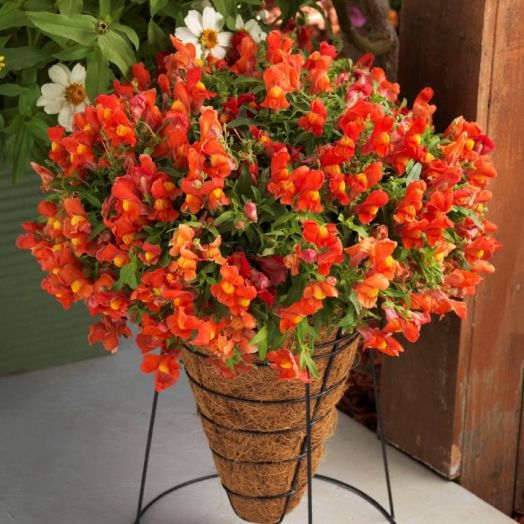 Львиный зев ампельный (Antirhinum majus pendula F1) Candy Showers Orange, 50 семян