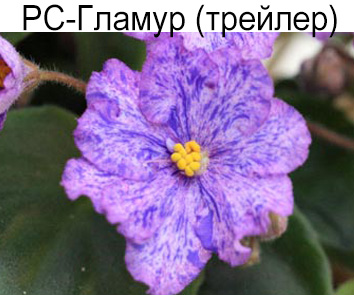 РС-Гламур (Репкина)
