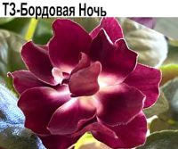 ТЗ-Бордовая Ночь