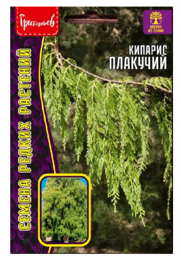 Кипарис плакучий