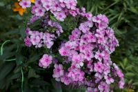 Флокс 'Пересмешник' / Phlox 'Peresmeshnik'