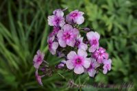 Флокс 'Пересмешник' / Phlox 'Peresmeshnik'