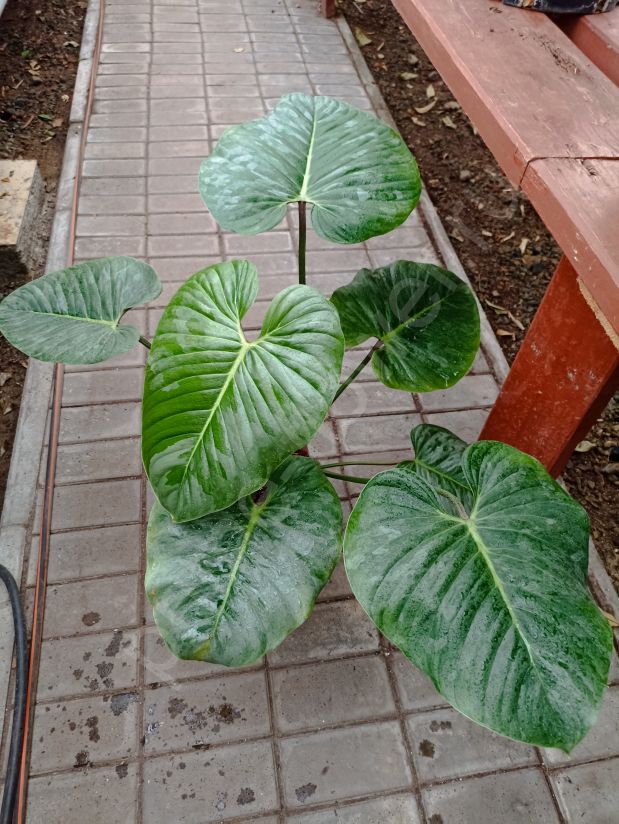 Филодендрон Орнатум Содирой