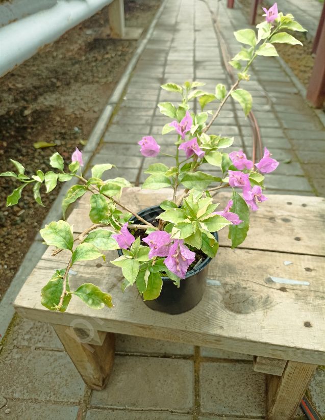 Бугенвиллия  "Glabra" (нежно-сиреневая)