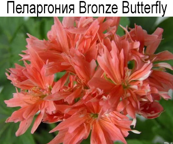 Пеларгония стеллар Bronze Butterfly