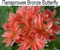 Bronze Butterfly