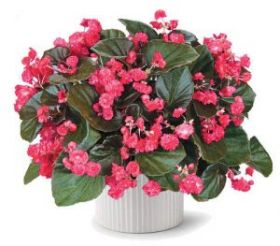 БЕГОНИЯ DOUBLET RED (Я)