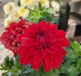 ГЕОРГИНА CHERIE DEEP RED