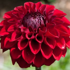 ГЕОРГИНА DARLIN PERFECT RED
