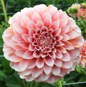 ГЕОРГИНА RADIANT PEACH