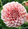 ГЕОРГИНА RADIANT PEACH