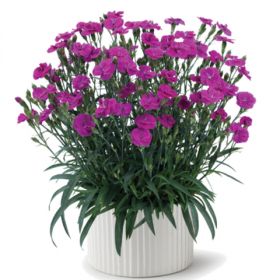 ГВОЗДИКА DELILAH PURPLE