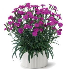 ГВОЗДИКА DELILAH PURPLE (Я)