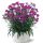 ГВОЗДИКА DELILAH PURPLE