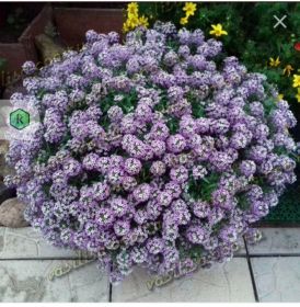 АЛИССУМ STREAM COMPACT VIOLET