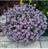 АЛИССУМ STREAM COMPACT VIOLET