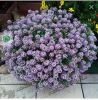 АЛИССУМ STREAM COMPACT VIOLET (Я)