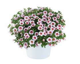 КАЛИБРАХОА EYECONIC CHERRY BLOSSOM