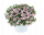 КАЛИБРАХОА EYECONIC CHERRY BLOSSOM