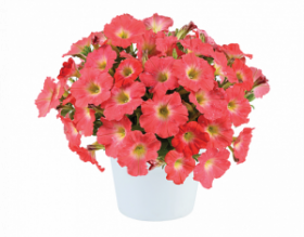 ПЕТУНИЯ CAPELLA SALMON IMPR (Я)