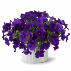 ПЕТУНИЯ CASCADIAS INDIGO
