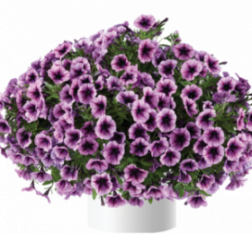 ПЕТУНИЯ CASCADIAS PURPLE ICE (Я)