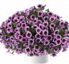 ПЕТУНИЯ CASCADIAS PURPLE ICE