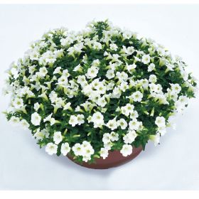 ПЕТУНИЯ LITTLETUNIA WHITE GRACE (Я)