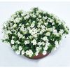 ПЕТУНИЯ LITTLETUNIA WHITE GRACE (Я)