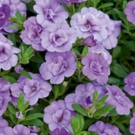 КАЛИБРАХОА ALOHA DOUBLE SKY BLUE (Я)