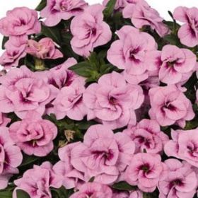 КАЛИБРАХОА ALOHA DOUBLE SOFT PINK (Я)