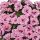 КАЛИБРАХОА ALOHA DOUBLE SOFT PINK