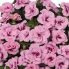 КАЛИБРАХОА ALOHA DOUBLE SOFT PINK