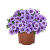 КАЛИБРАХОА BLOOMTASTIC BLUE SKY
