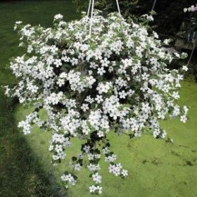 БАКОПА TAIFUN MEGA WHITE (Я)